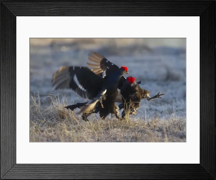 Framed Print : Picture No. 11808606 Framed Print : Picture No. 11808606