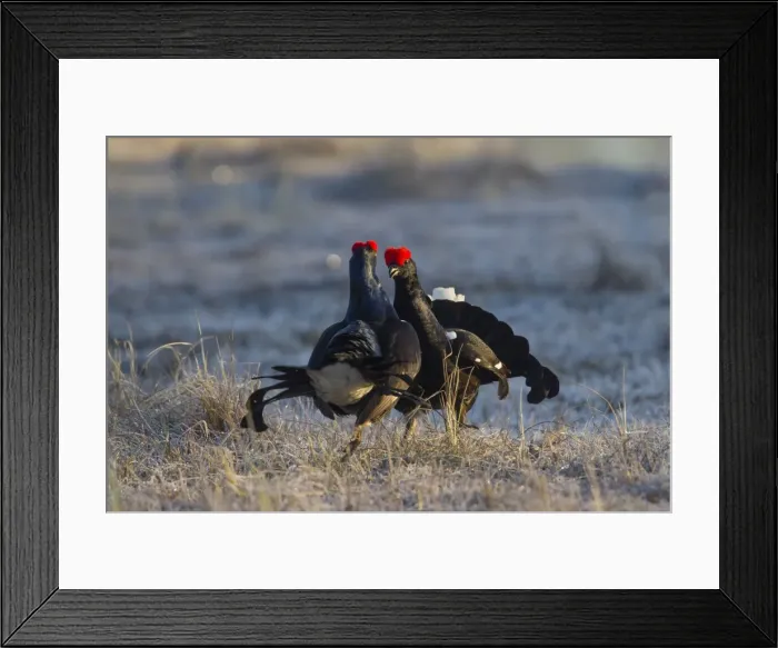 Framed Print : Picture No. 11808605 Framed Print : Picture No. 11808605