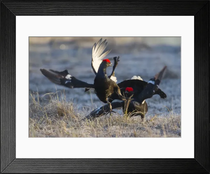 Framed Print : Picture No. 11808607 Framed Print : Picture No. 11808607