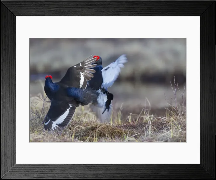 Framed Print : Picture No. 11808608 Framed Print : Picture No. 11808608