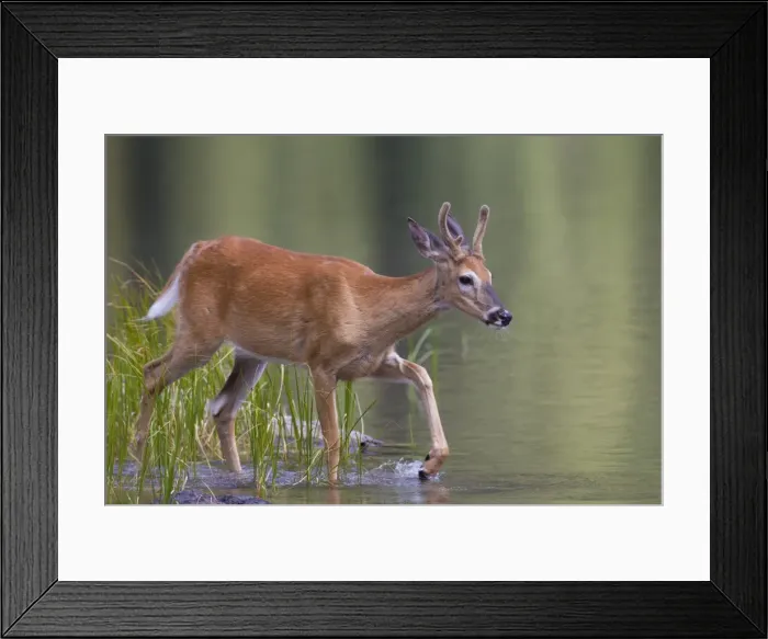 Framed Print : Picture No. 11808609 Framed Print : Picture No. 11808609