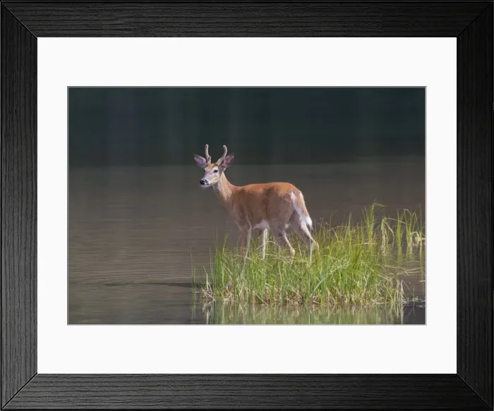Framed Print : Picture No. 11808610 Framed Print : Picture No. 11808610