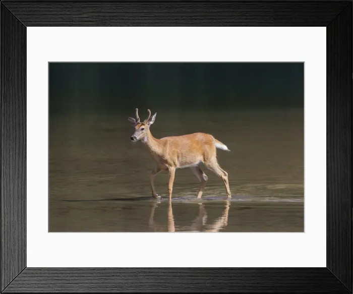 Framed Print : Picture No. 11808611 Framed Print : Picture No. 11808611