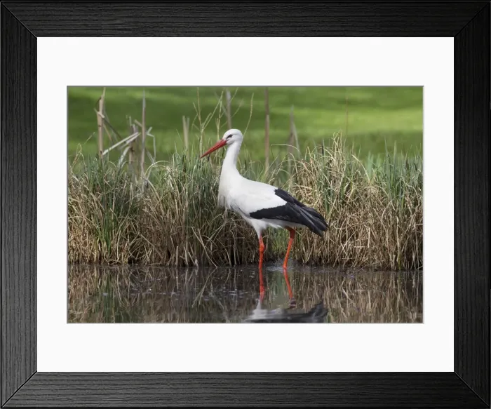 Framed Print : Picture No. 11808612 Framed Print : Picture No. 11808612