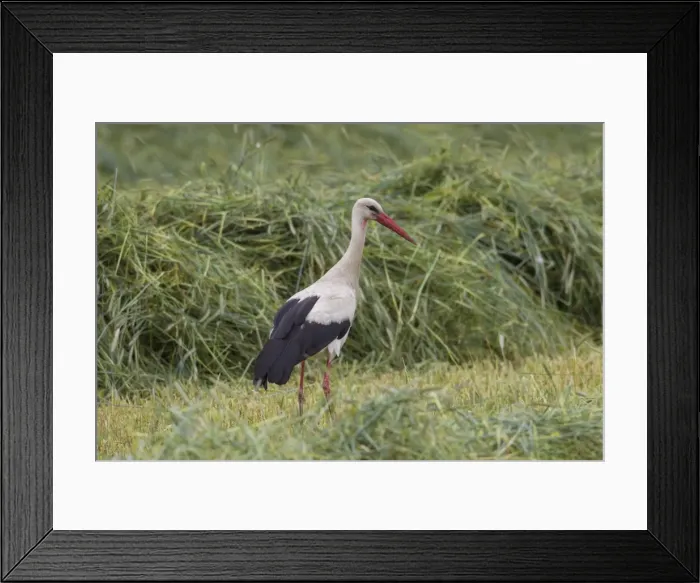 Framed Print : Picture No. 11808613 Framed Print : Picture No. 11808613