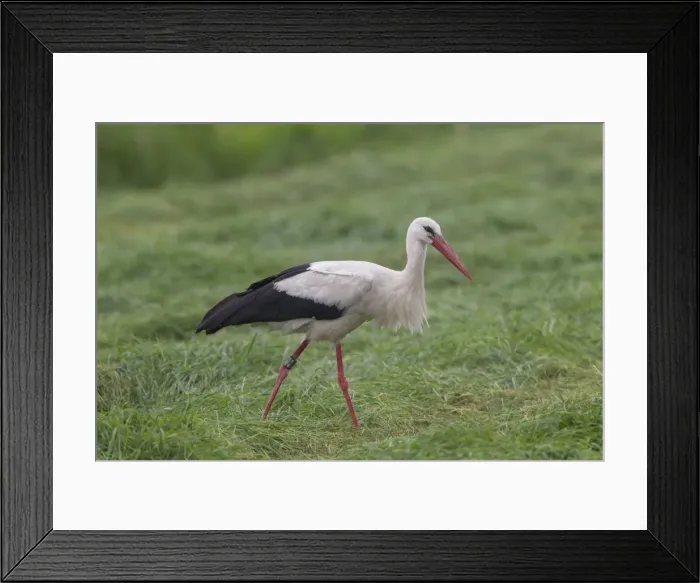 Framed Print : Picture No. 11808614 Framed Print : Picture No. 11808614