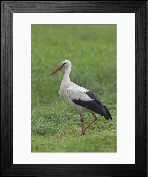 Framed Print : Picture No. 11808615 Framed Print : Picture No. 11808615