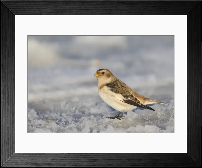 Framed Print : Picture No. 11808620 Framed Print : Picture No. 11808620