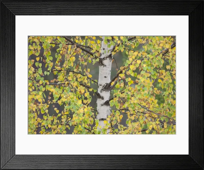 Framed Print : Picture No. 11808621 Framed Print : Picture No. 11808621