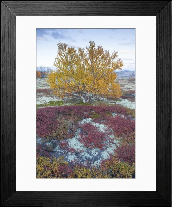 Framed Print : Picture No. 11808623 Framed Print : Picture No. 11808623