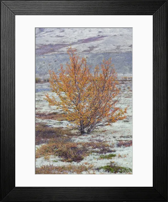 Framed Print : Picture No. 11808624 Framed Print : Picture No. 11808624