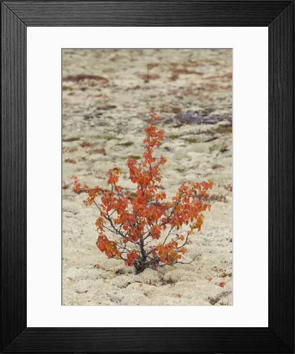 Framed Print : Picture No. 11808625 Framed Print : Picture No. 11808625
