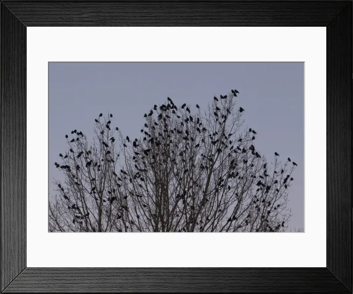 Framed Print : Picture No. 11808626 Framed Print : Picture No. 11808626