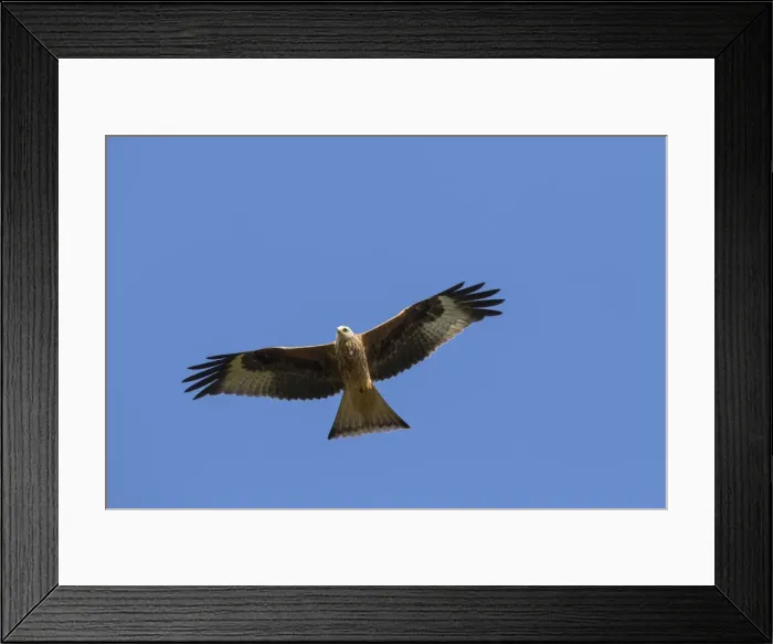 Framed Print : Picture No. 11808627 Framed Print : Picture No. 11808627