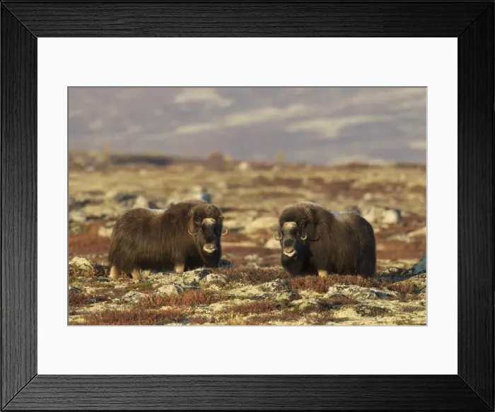 Framed Print : Picture No. 11808628
