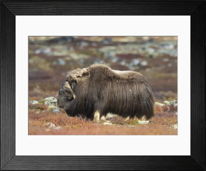 Framed Print : Picture No. 11808629 Framed Print : Picture No. 11808629