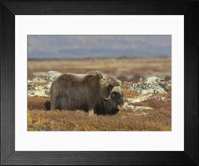 Framed Print : Picture No. 11808630 Framed Print : Picture No. 11808630