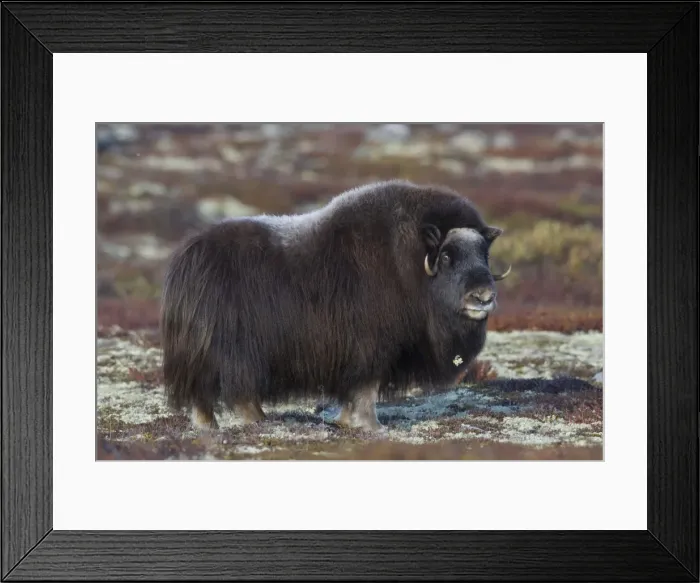 Framed Print : Picture No. 11808631 Framed Print : Picture No. 11808631