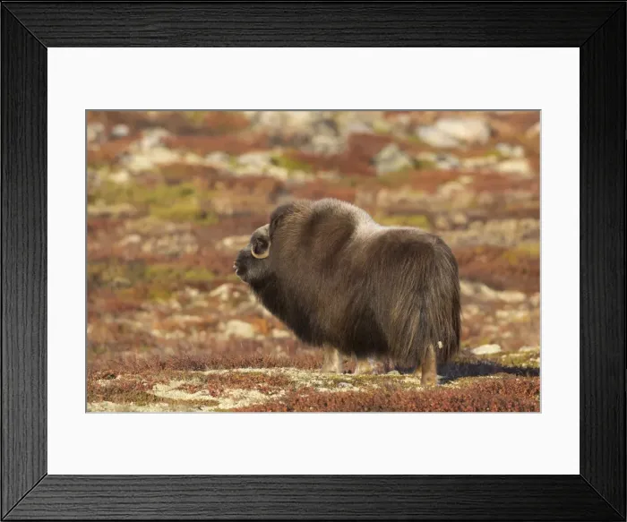 Framed Print : Picture No. 11808632 Framed Print : Picture No. 11808632