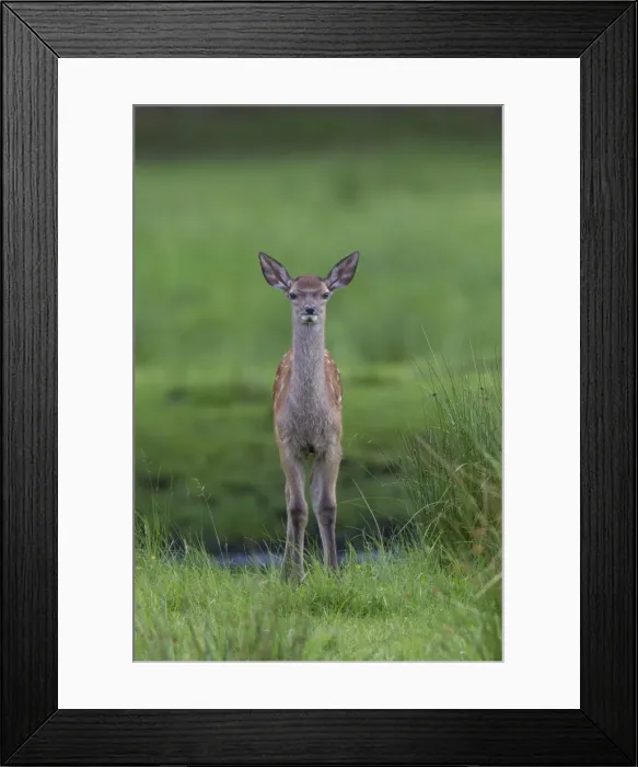 Framed Print : Picture No. 11808647 Framed Print : Picture No. 11808647