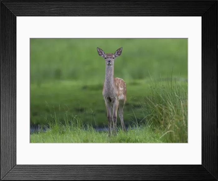 Framed Print : Picture No. 11808648 Framed Print : Picture No. 11808648