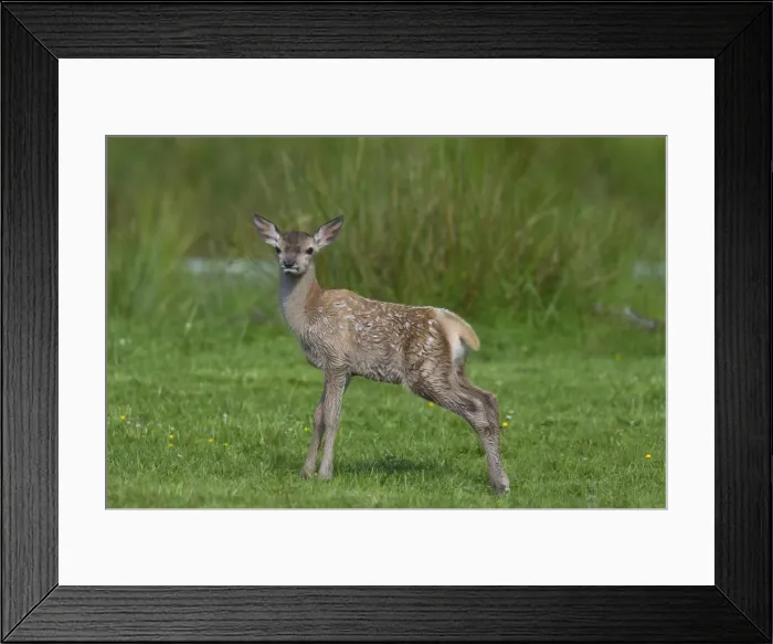 Framed Print : Picture No. 11808650 Framed Print : Picture No. 11808650
