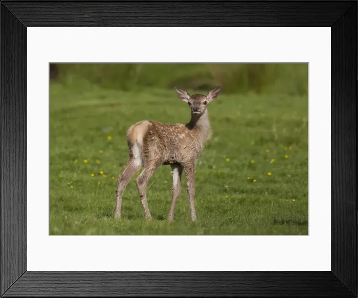 Framed Print : Picture No. 11808649 Framed Print : Picture No. 11808649