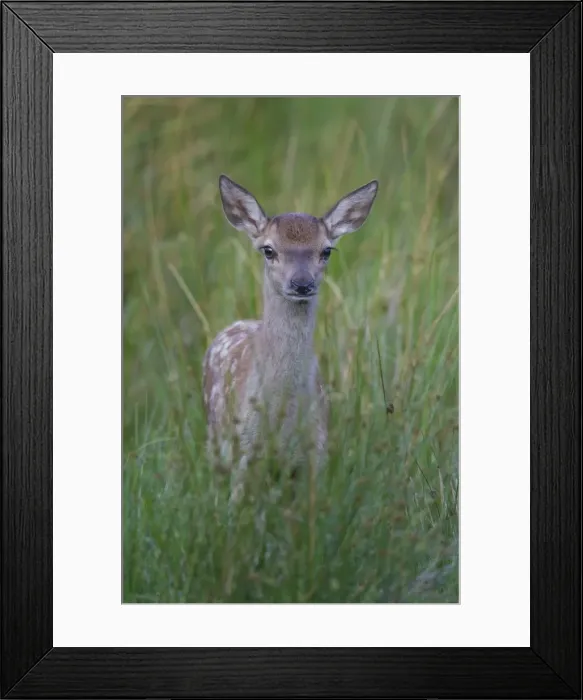Framed Print : Picture No. 11808651 Framed Print : Picture No. 11808651