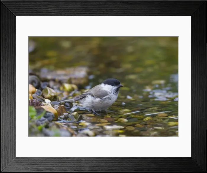 Framed Print : Picture No. 11808652 Framed Print : Picture No. 11808652