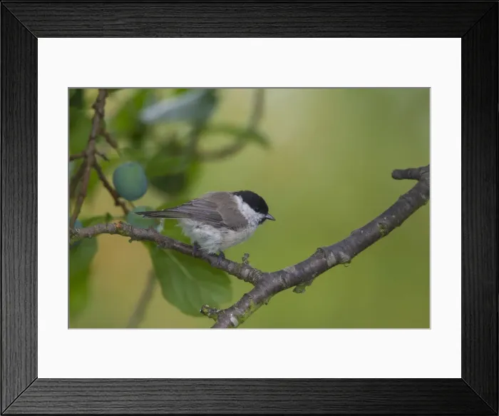 Framed Print : Picture No. 11808654 Framed Print : Picture No. 11808654