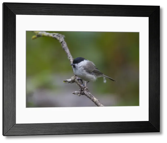 Framed Print : Picture No. 11808653 Framed Print : Picture No. 11808653