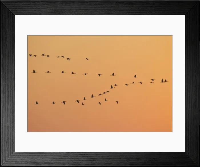 Framed Print : Picture No. 11808670 Framed Print : Picture No. 11808670