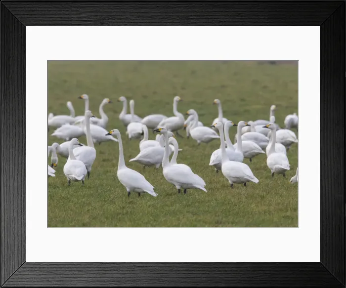 Framed Print : Picture No. 11808672 Framed Print : Picture No. 11808672
