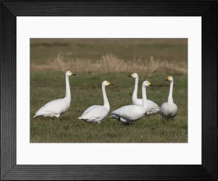 Framed Print : Picture No. 11808673 Framed Print : Picture No. 11808673