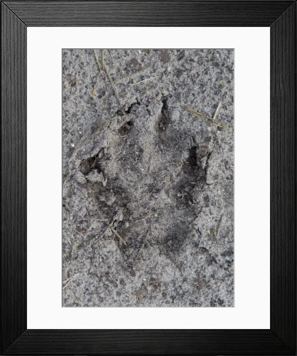 Framed Print : Picture No. 11808674 Framed Print : Picture No. 11808674