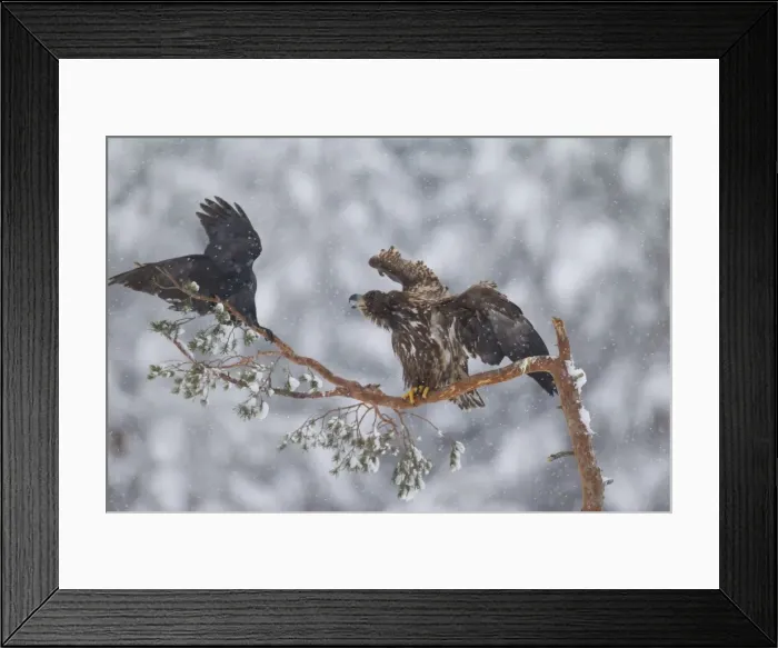 Framed Print : Picture No. 11808677 Framed Print : Picture No. 11808677