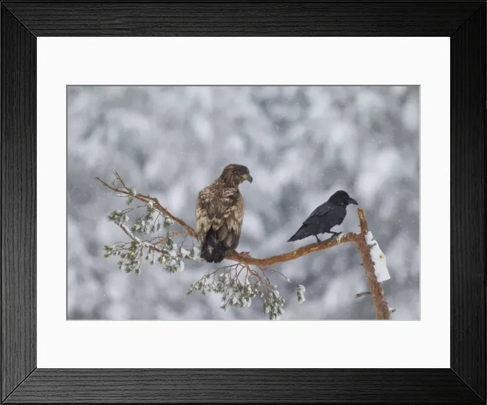 Framed Print : Picture No. 11808678 Framed Print : Picture No. 11808678