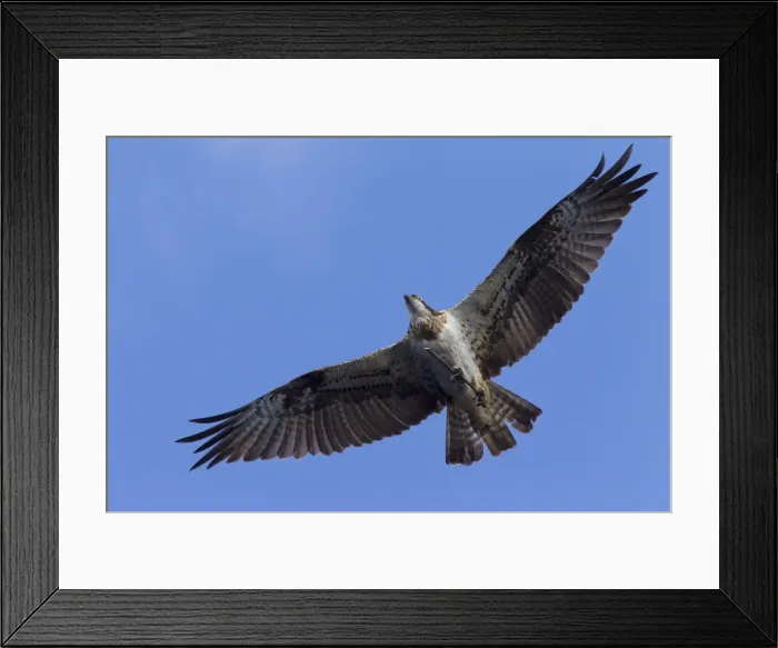 Framed Print : Picture No. 11808694 Framed Print : Picture No. 11808694