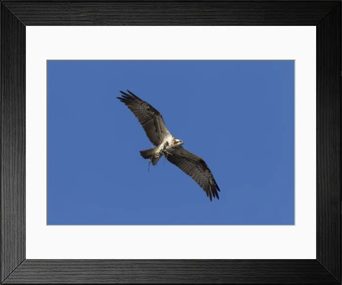 Framed Print : Picture No. 11808695 Framed Print : Picture No. 11808695
