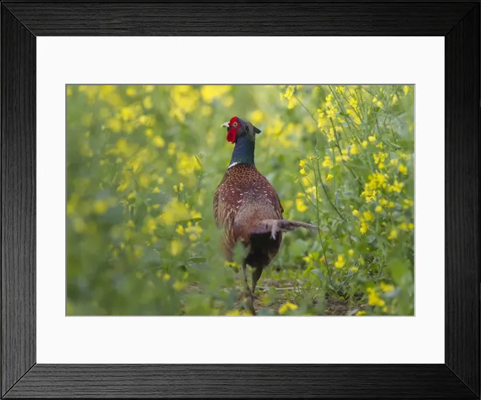 Framed Print : Picture No. 11808701 Framed Print : Picture No. 11808701
