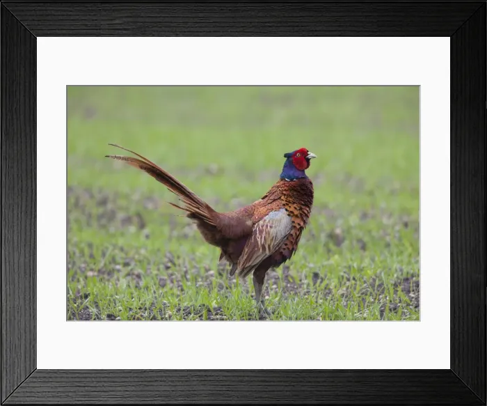 Framed Print : Picture No. 11808702 Framed Print : Picture No. 11808702