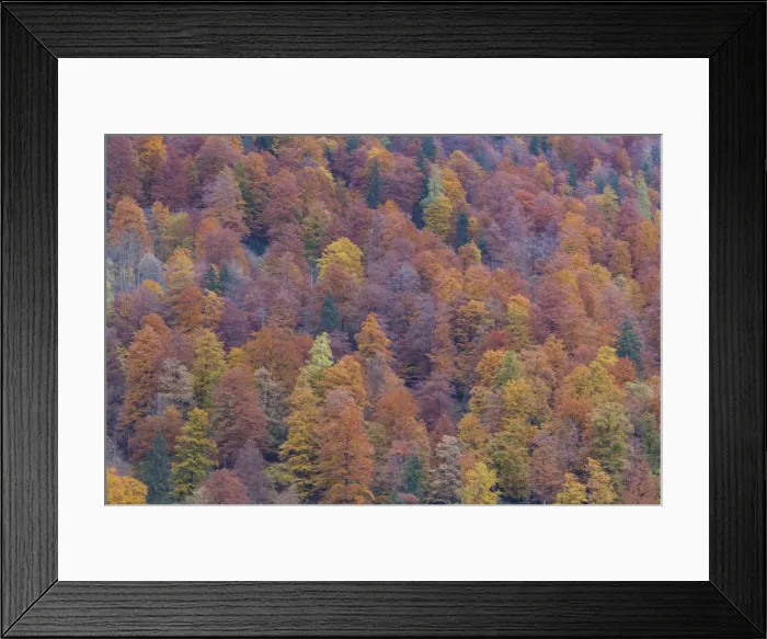 Framed Print : Picture No. 11808706 Framed Print : Picture No. 11808706