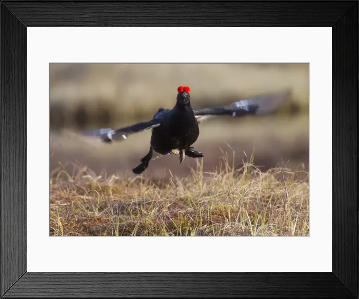 Framed Print : Picture No. 11808764 Framed Print : Picture No. 11808764