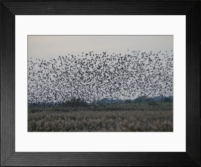 Framed Print : Picture No. 11808763 Framed Print : Picture No. 11808763