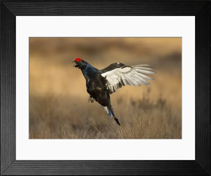 Framed Print : Picture No. 11808765 Framed Print : Picture No. 11808765