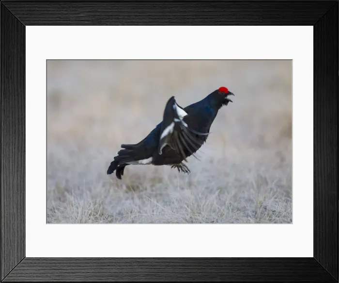 Framed Print : Picture No. 11808767 Framed Print : Picture No. 11808767
