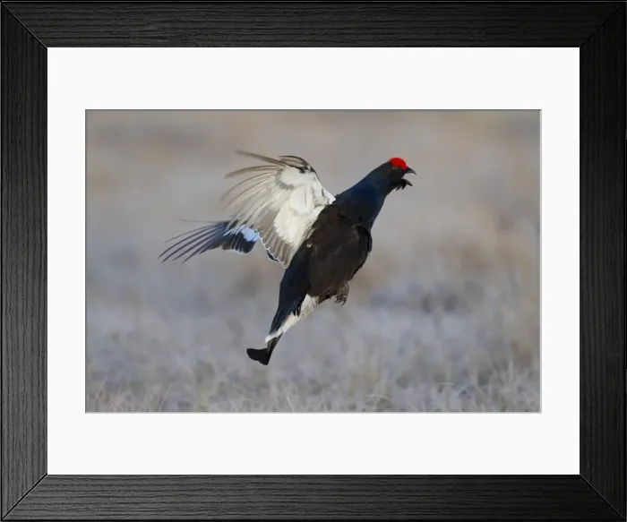Framed Print : Picture No. 11808766 Framed Print : Picture No. 11808766