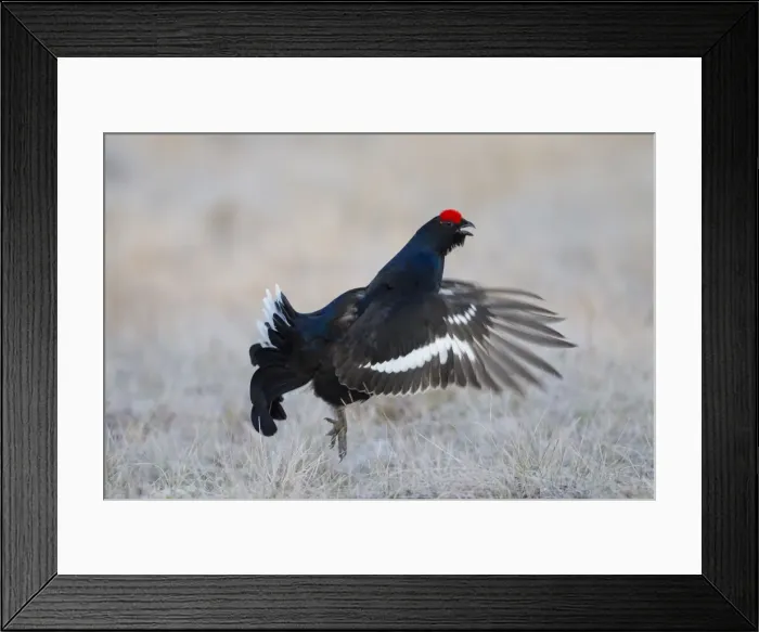 Framed Print : Picture No. 11808768 Framed Print : Picture No. 11808768