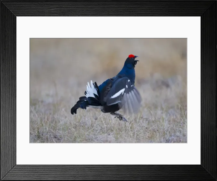 Framed Print : Picture No. 11808769 Framed Print : Picture No. 11808769