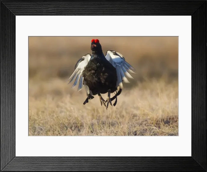 Framed Print : Picture No. 11808771 Framed Print : Picture No. 11808771
